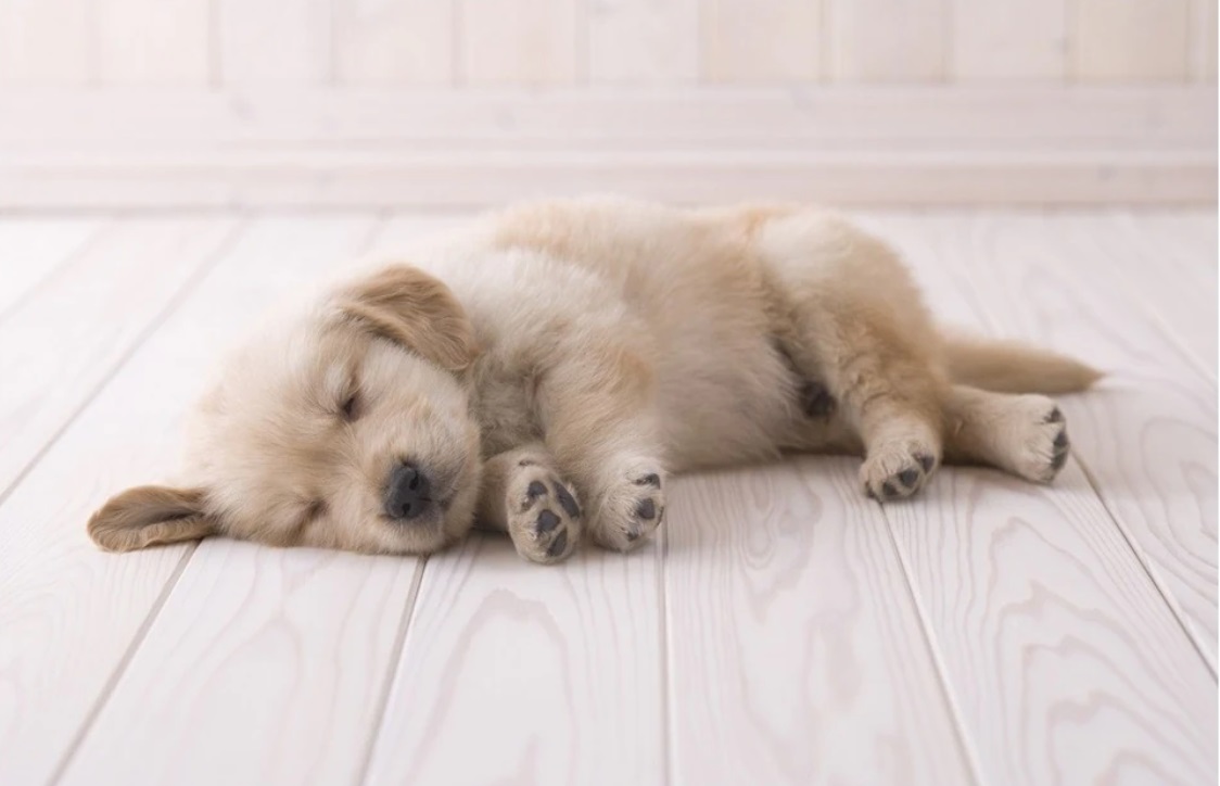 A Golden Retriever fejlődésének állomásai