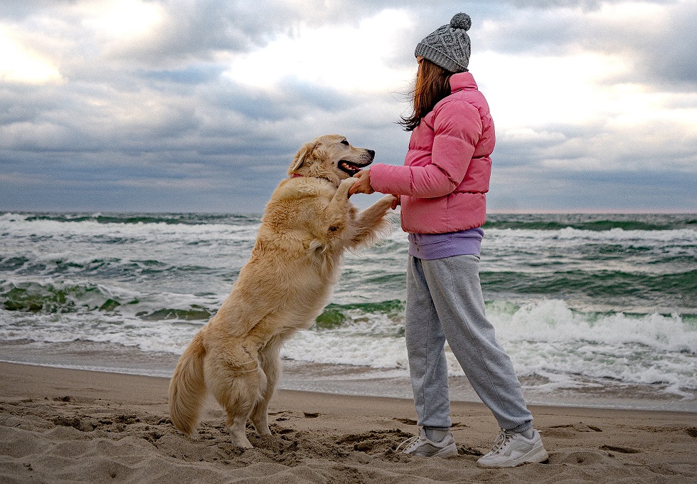 A Golden Retriver nevelése